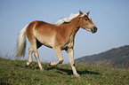 trotting Haflinger horse