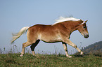 galloping Haflinger horse