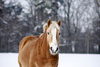 Haflinger Horse Portrait