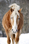 Haflinger Horse Portrait