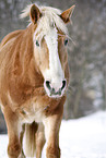 Haflinger Horse Portrait