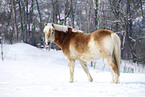 standing Haflinger horse