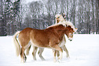 playing Haflinger horses