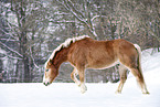 Haflinger