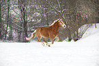 running Haflinger Horse