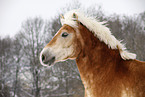 Haflinger Horse Portrait