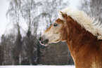 Haflinger Horse Portrait