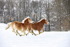 running Haflinger horses