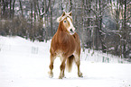 trotting Haflinger