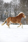 running Haflinger Horse