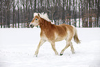 trotting Haflinger