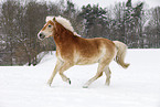 running Haflinger Horse