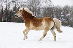 running Haflinger Horse