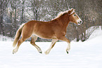 trotting Haflinger