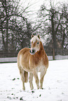 standing Haflinger horse