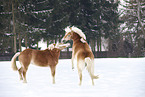 playing Haflinger horses