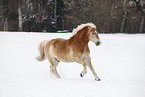 running Haflinger Horse