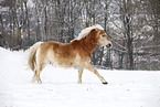 running Haflinger Horse