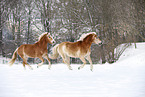 running Haflinger horses