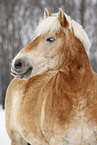 Haflinger Horse Portrait