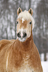 Haflinger Horse Portrait