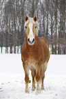 standing Haflinger horse