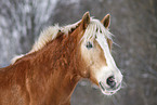 Haflinger Horse Portrait