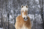 Haflinger Horse Portrait