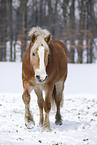 Haflinger