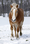 Haflinger