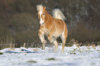 galloping Haflinger horse