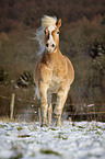 galloping Haflinger horse