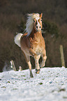 galloping Haflinger horse