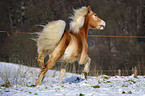 trotting Haflinger horse