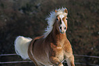 Haflinger horse portrait