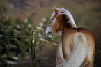 Haflinger horse portrait