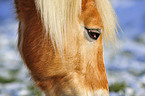 Haflinger horse eye