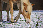 walking Haflinger horse