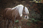 Haflinger horse in backlight