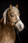 Haflinger Portrait