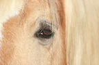 Haflinger horse eye