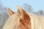 Haflinger horse ears