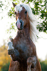 rising Haflinger horse