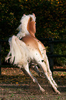 galloping Haflinger horse