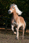 galloping Haflinger horse