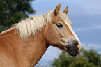 Haflinger horse portrait