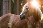 Haflinger Portrait