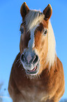 Haflinger Portrait