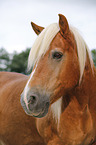 Haflinger Portrait