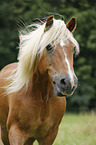 Haflinger Portrait